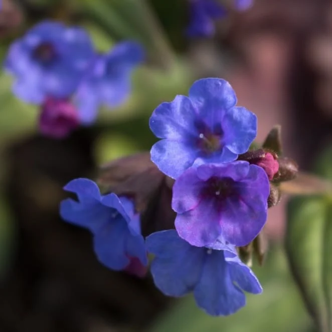 Lungenkraut 'Trevi Fountain'® Blau