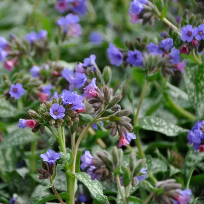Lungenkraut 'Trevi Fountain'® Blau