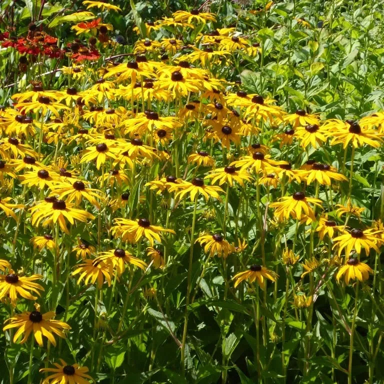 Leuchtender Sonnenhut 'Goldsturm' Gelb