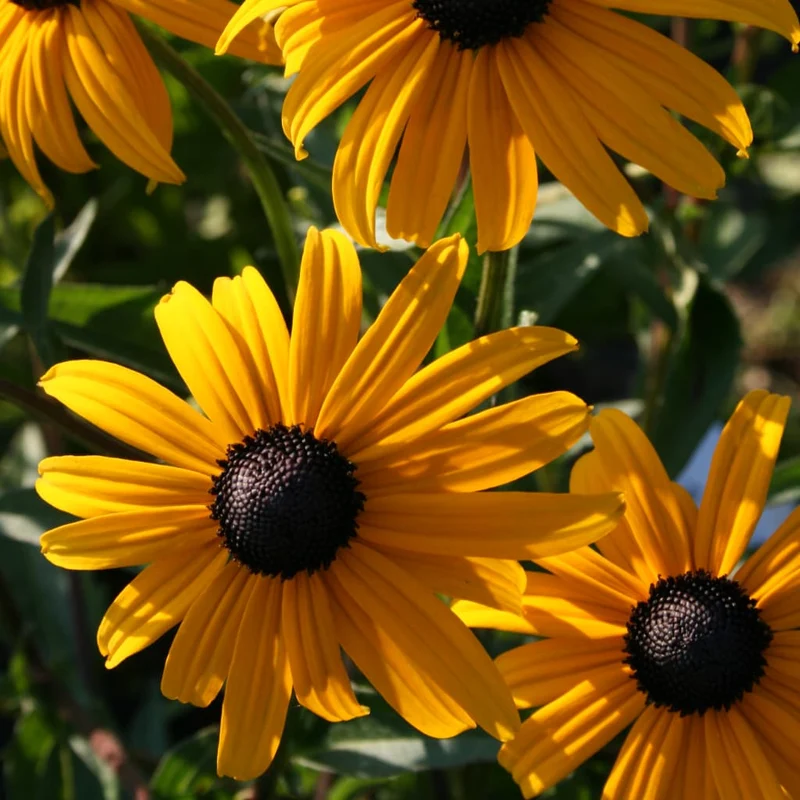 Leuchtender Sonnenhut 'Goldsturm' Gelb