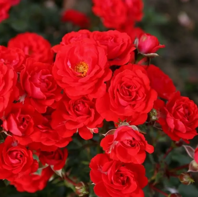Zwergrose 'Zwergenfee 09'® Orange-Rot