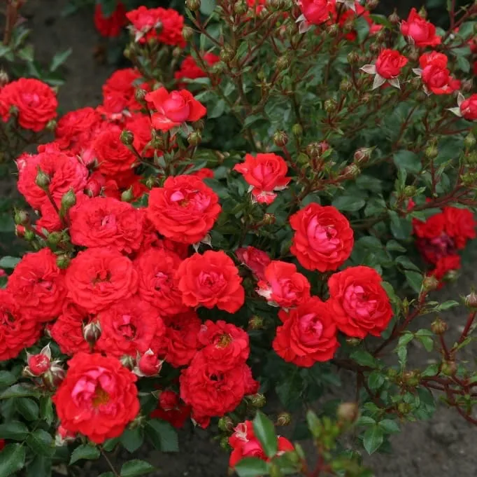 Zwergrose 'Zwergenfee 09'® Orange-Rot