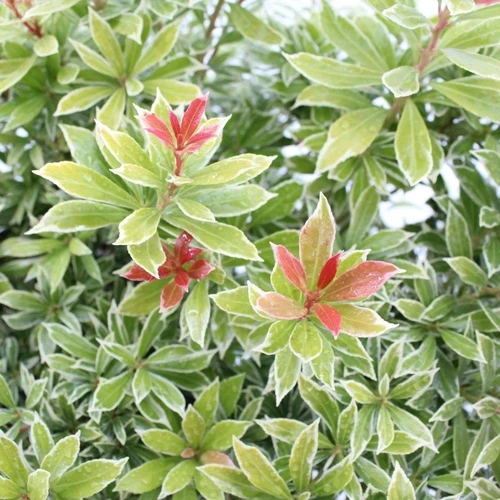 Rock Heather (Pieris jap. Little Goldy)