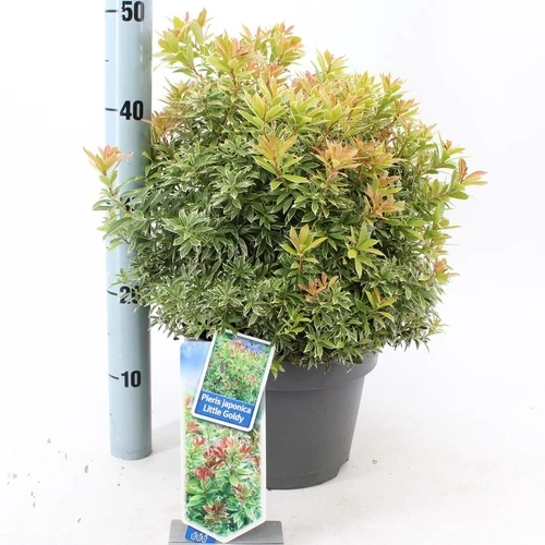 Rock Heather (Pieris jap. Little Goldy)
