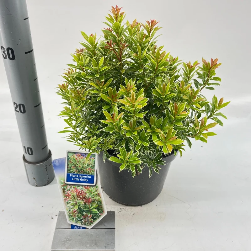 Rock Heather (Pieris jap. Little Goldy)