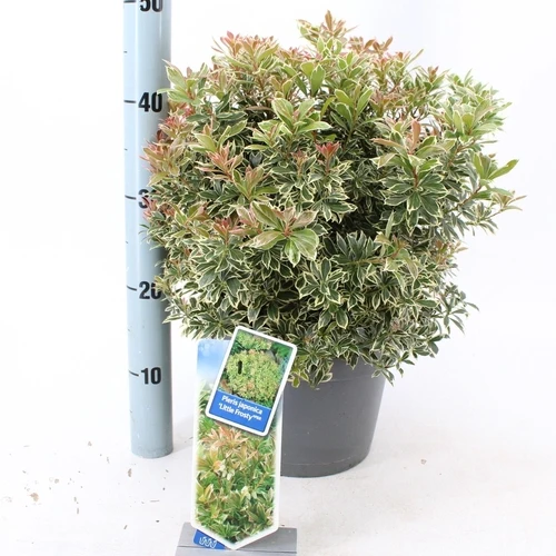 Rock Heather (Pieris jap. 'Little Frosty' PBR)