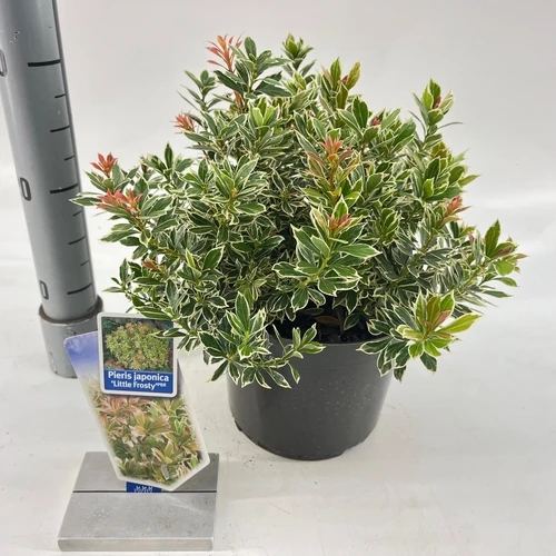 Rock Heather (Pieris jap. 'Little Frosty' PBR)