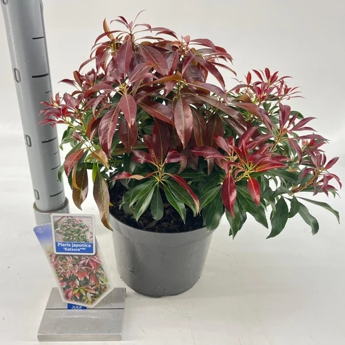 Felsenheide (Pieris jap. 'Katsura' PBR)