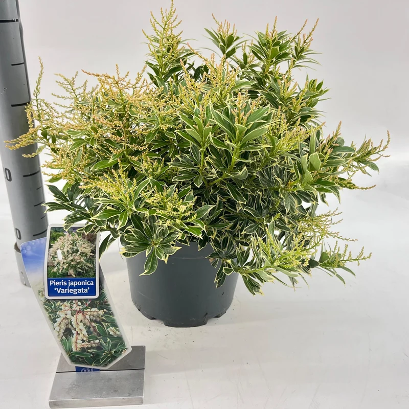 Felsenheide (Pieris jap. 'Variegata')