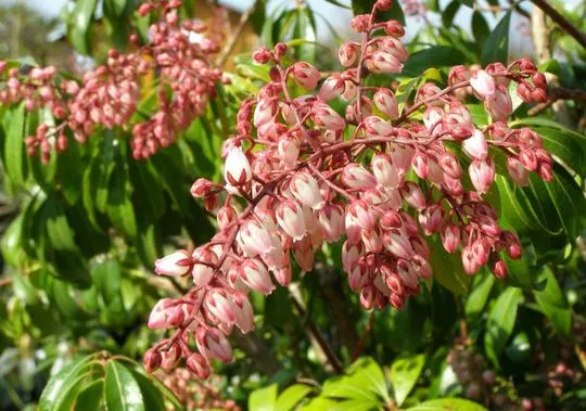 Felsenheide (Pieris jap. 'Rosalinda')