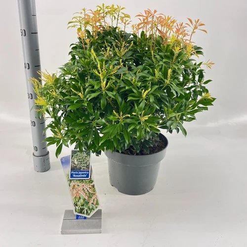 Felsenheide (Pieris jap. 'Rosalinda')