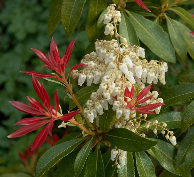 Felsenheide (Pieris jap. 'Sangria')
