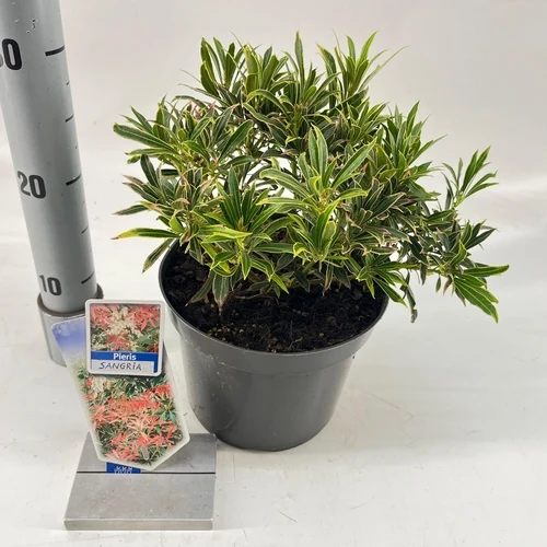 Felsenheide (Pieris jap. 'Sangria')
