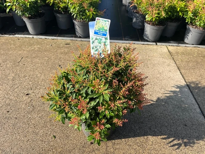 Felsenheide (Pieris jap. 'Reinheit')