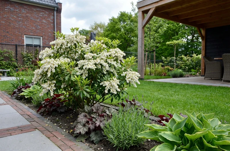 Felsenheide (Pieris jap. 'Reinheit')