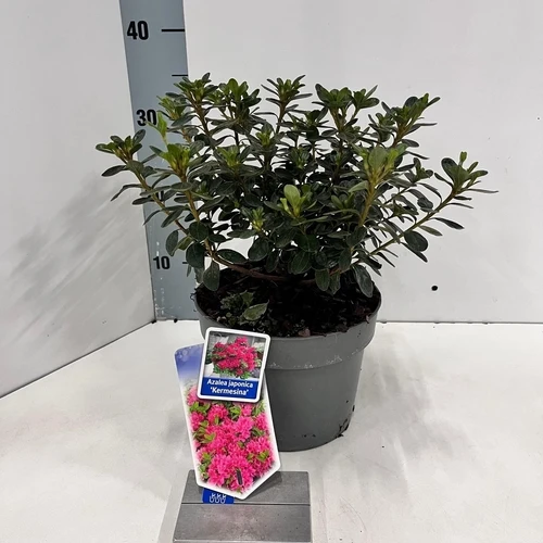 Rhododendron (Rhododendron (AJ) 'Kermesina')