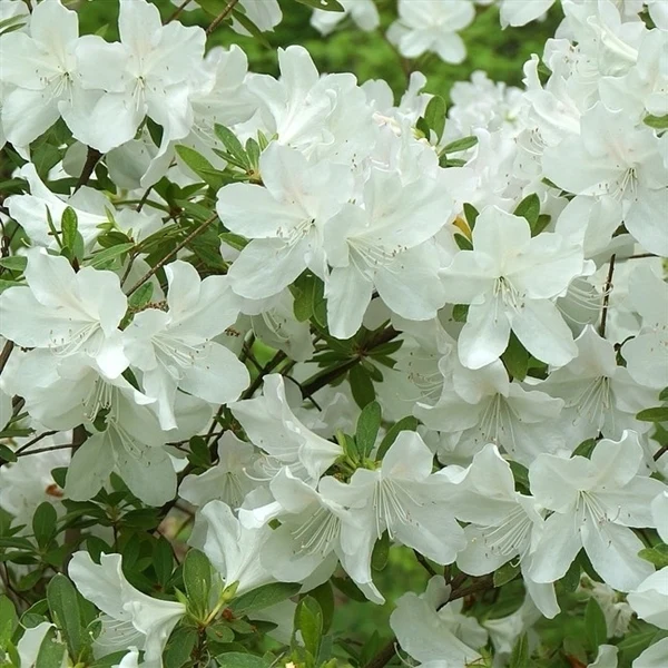 Rhododendron (Rhododendron (AJ) 'Hisako' )