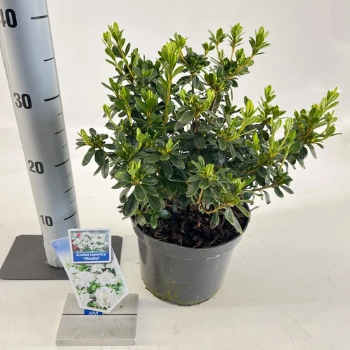 Rhododendron (Rhododendron (AJ) 'Hisako' )