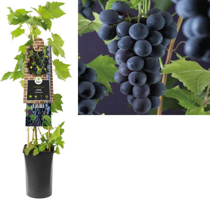 Kletterpflanze Vitis Rembrandt (Traube)