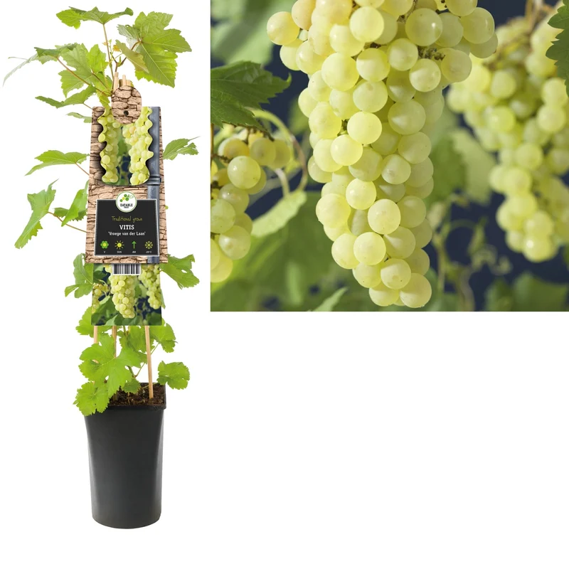 Kletterpflanze Vitis Vroege van der Laan (Traube)