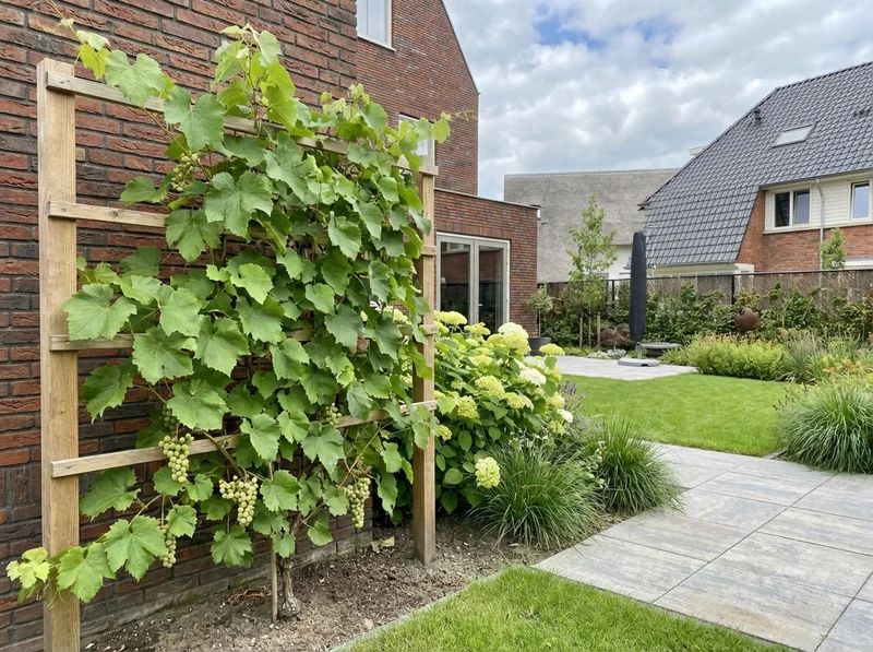 Kletterpflanze Vitis Vroege van der Laan (Traube)