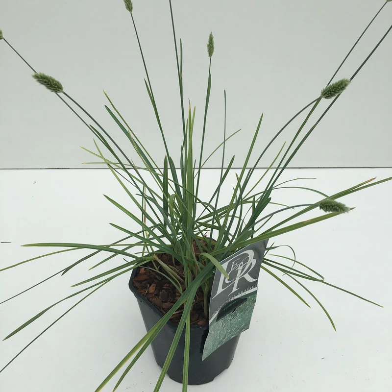 Blauwgras (Sesleria 'Nitida')