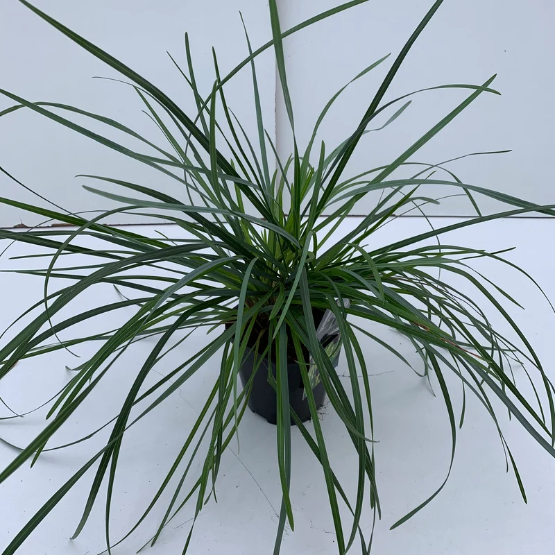 Blauwgras (Sesleria Heufleriana)