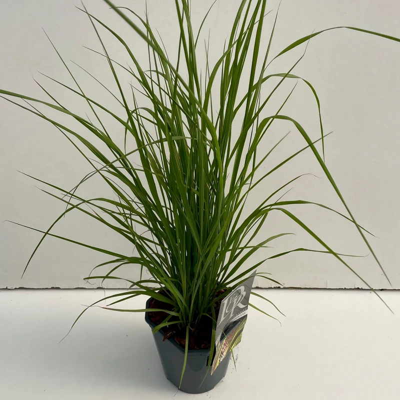 Lampepoetsersgras (Pennisetum 'Viridescens')