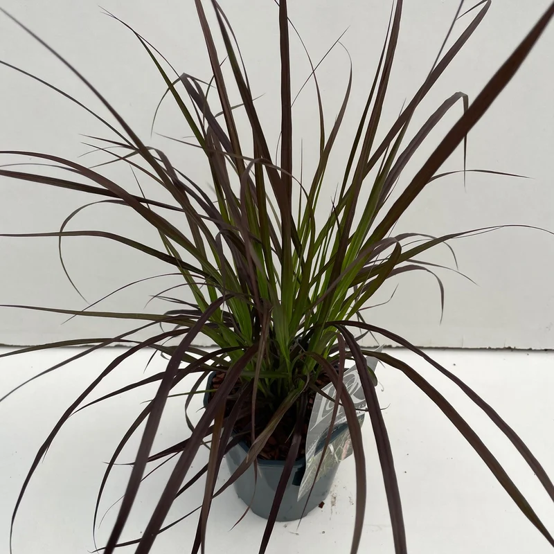 Lampepoetsersgras (Pennisetum 'Summer Samba')