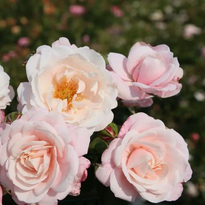Kletterrose 'Zelmanis Dream' Cremerosa