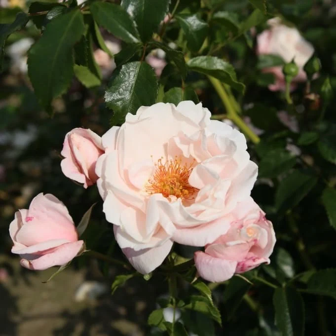 Kletterrose 'Zelmanis Dream' Cremerosa
