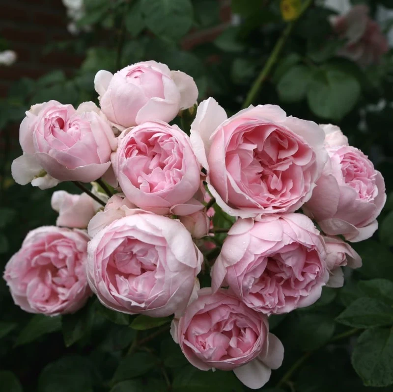 Strauchrose 'Cinderella'® Zartrosa