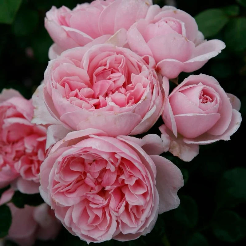 Strauchrose 'Cinderella'® Zartrosa