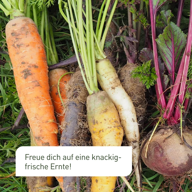 Hochbeet Bio-Samen-Set mit 14 Sorten
