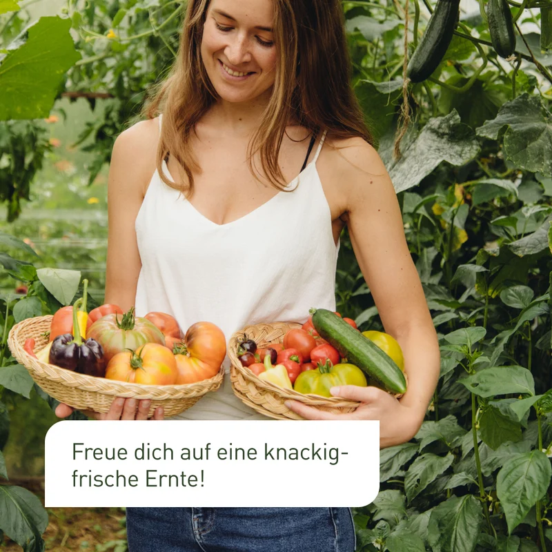 Einsteiger Bio-Samen-Set mit 9 Sorten