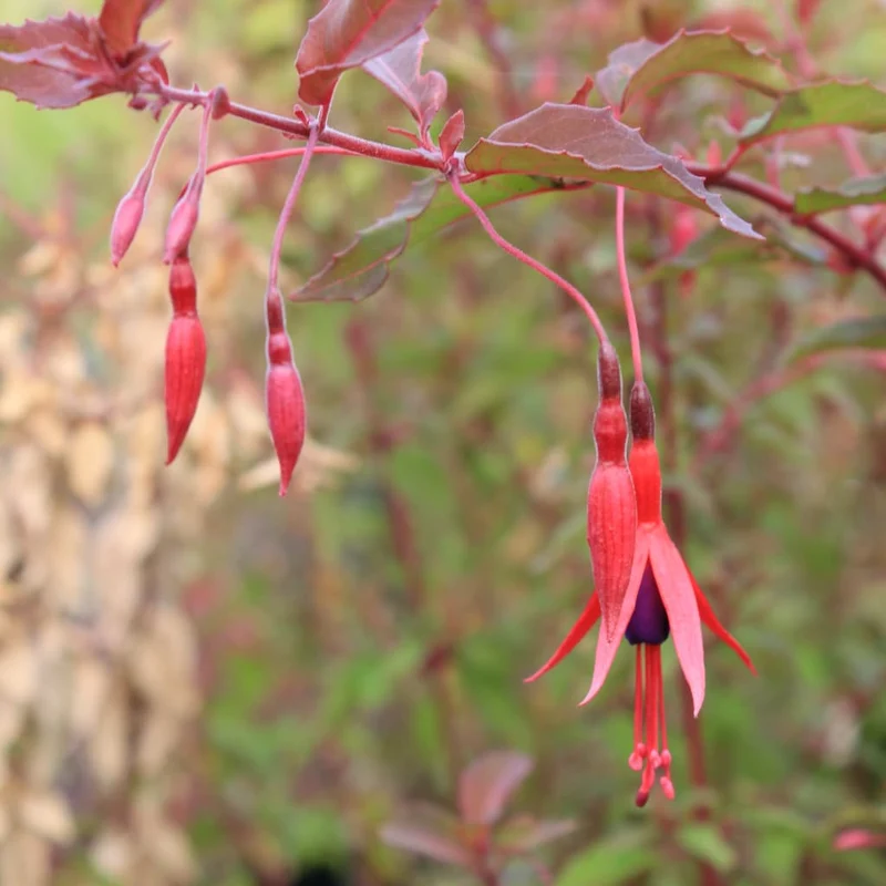 Stauden-Fuchsie 'Riccartonii' Rot