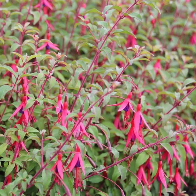 Stauden-Fuchsie 'Riccartonii' Rot