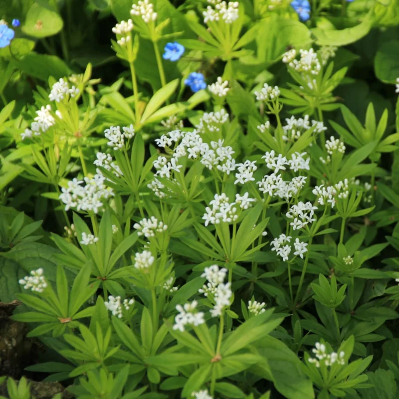 Waldmeister Weiß