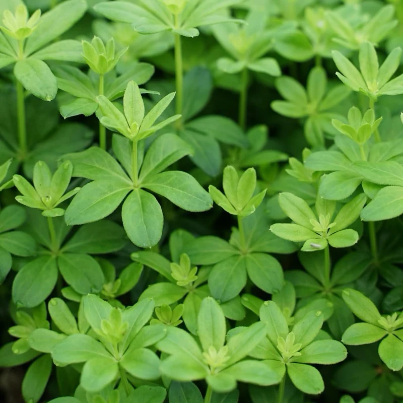 Waldmeister Weiß