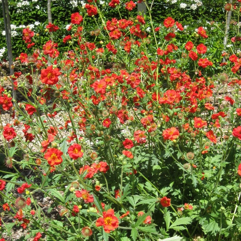Nelkenwurz 'Feuerball' Rot