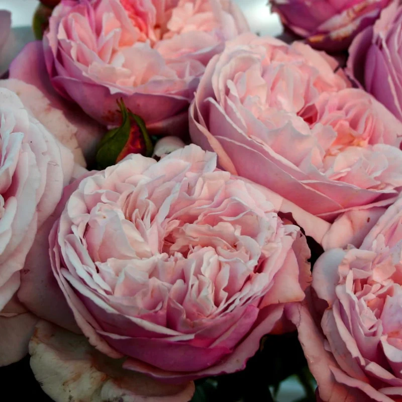 Strauchrose 'Herkules'® Lavendel-Reinweiß