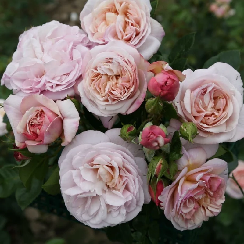 Strauchrose 'Herkules'® Lavendel-Reinweiß