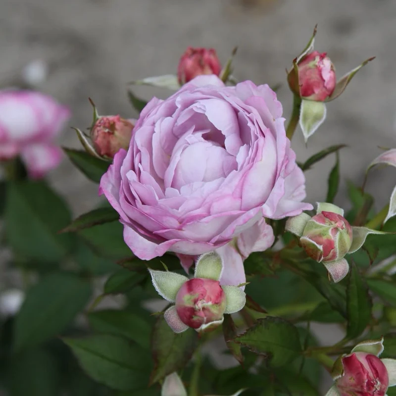 Beetrose Parfuma® 'Herzogin Dorothea' Fliederfarben