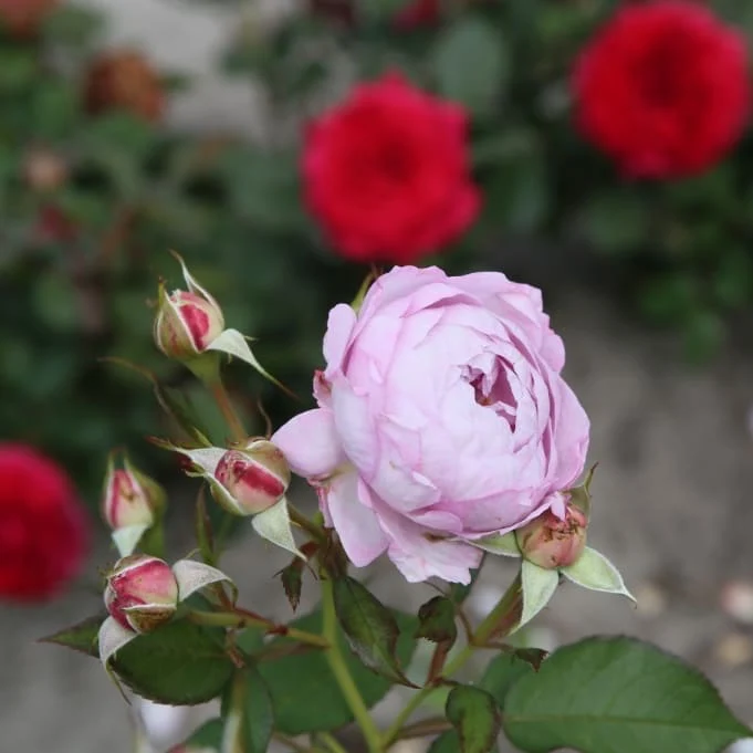 Beetrose Parfuma® 'Herzogin Dorothea' Fliederfarben