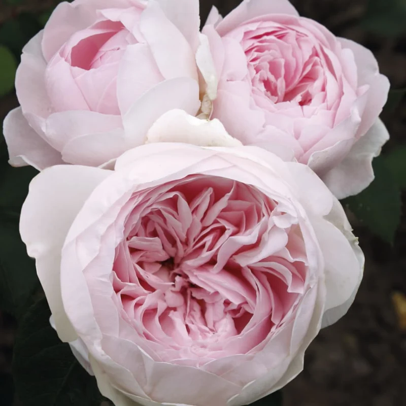 Beetrose Parfuma® 'Herzogin Christiana'® Creme-Zartrosa