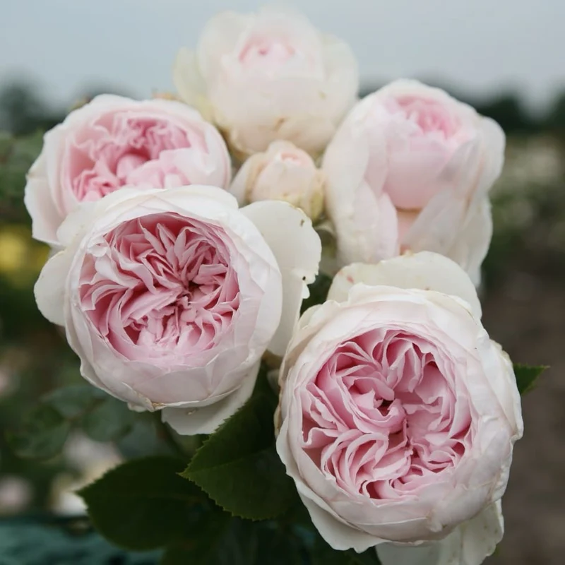Beetrose Parfuma® 'Herzogin Christiana'® Creme-Zartrosa