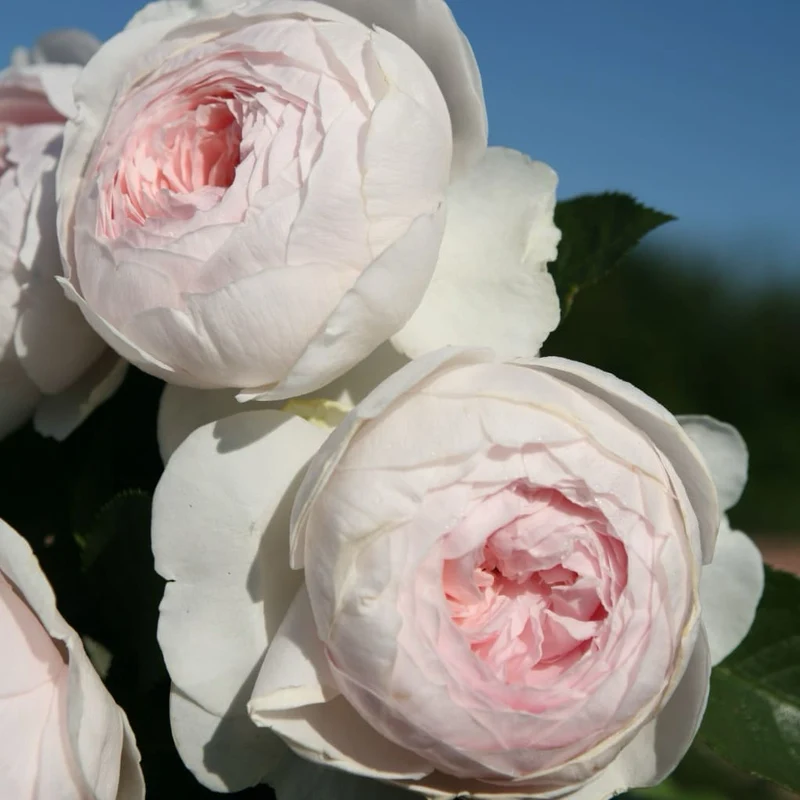 Beetrose Parfuma® 'Herzogin Christiana'® Creme-Zartrosa