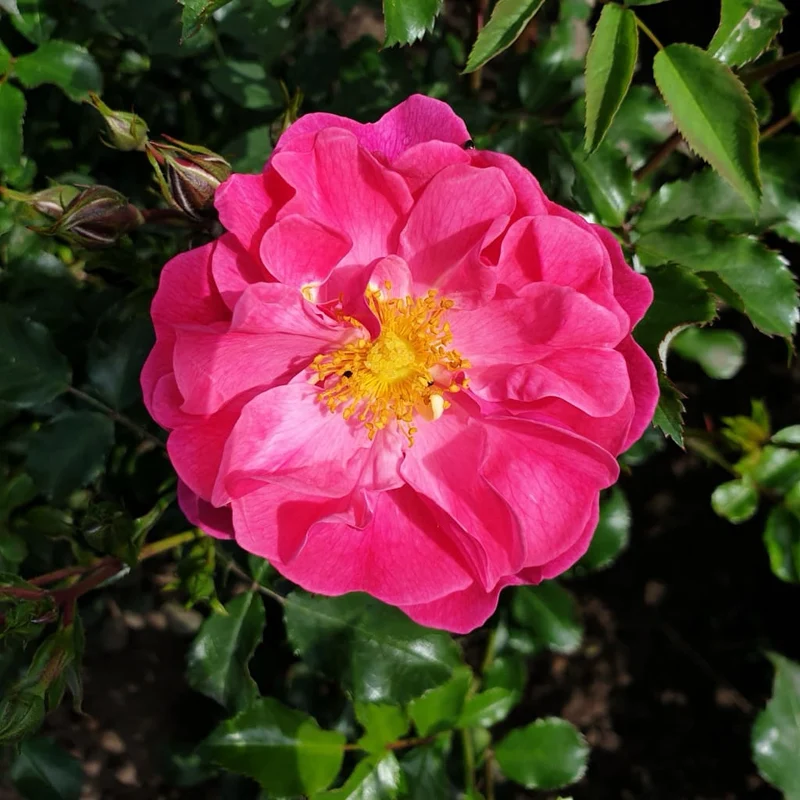 Bodendeckerrose 'Hotline'® Rosa