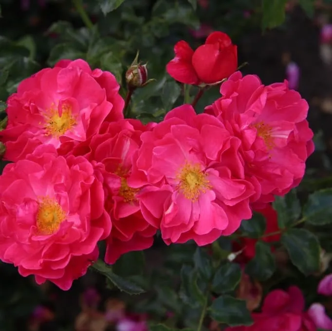 Bodendeckerrose 'Hotline'® Rosa