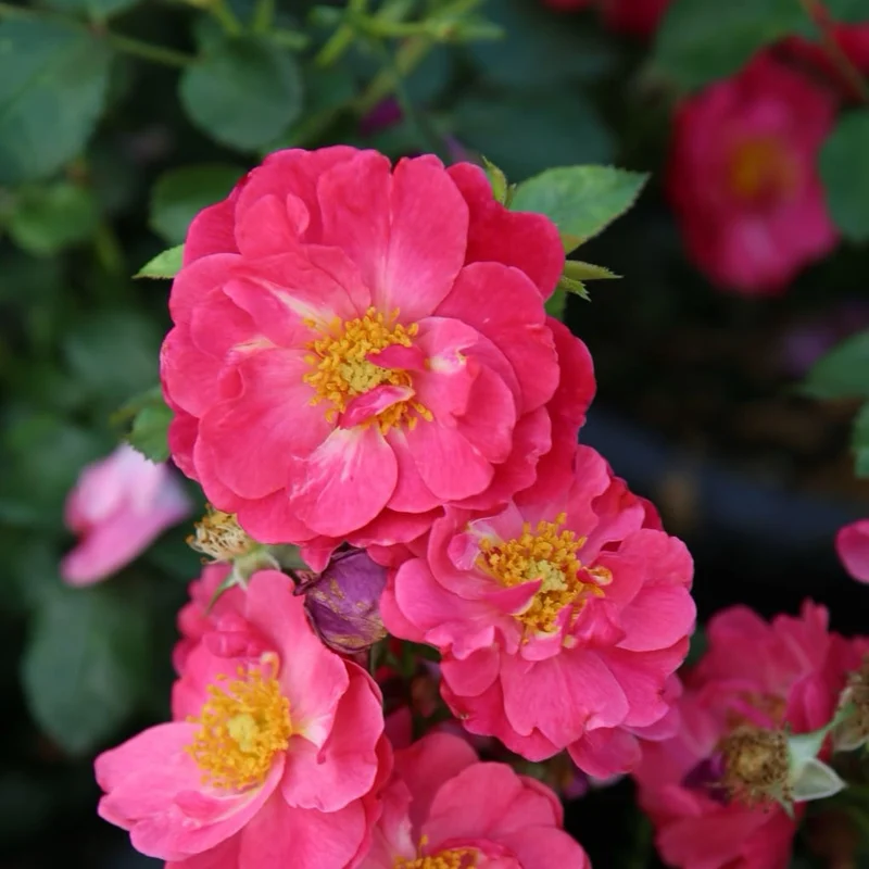 Bodendeckerrose 'Hotline'® Rosa
